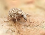 Desert weevil with mandibles intact