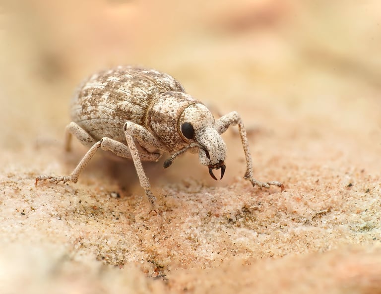 Desert weevil with mandibles intact