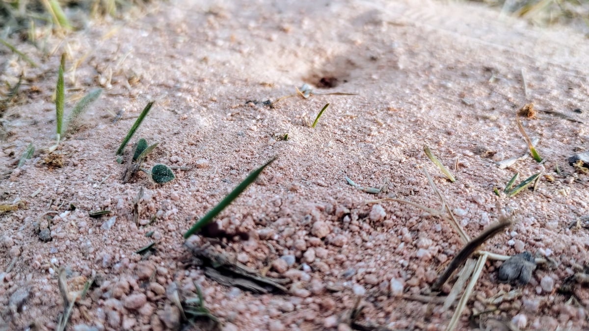 Anthill on the floor