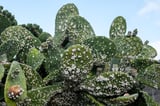 Close-up of dactylopius opuntiae, a cochineal insect, infesting a prickly pear cactus