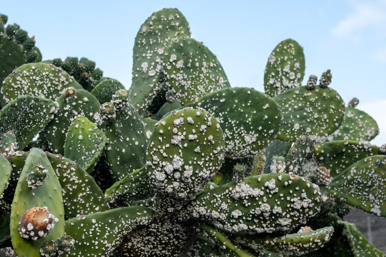 Close-up of dactylopius opuntiae, a cochineal insect, infesting a prickly pear cactus
