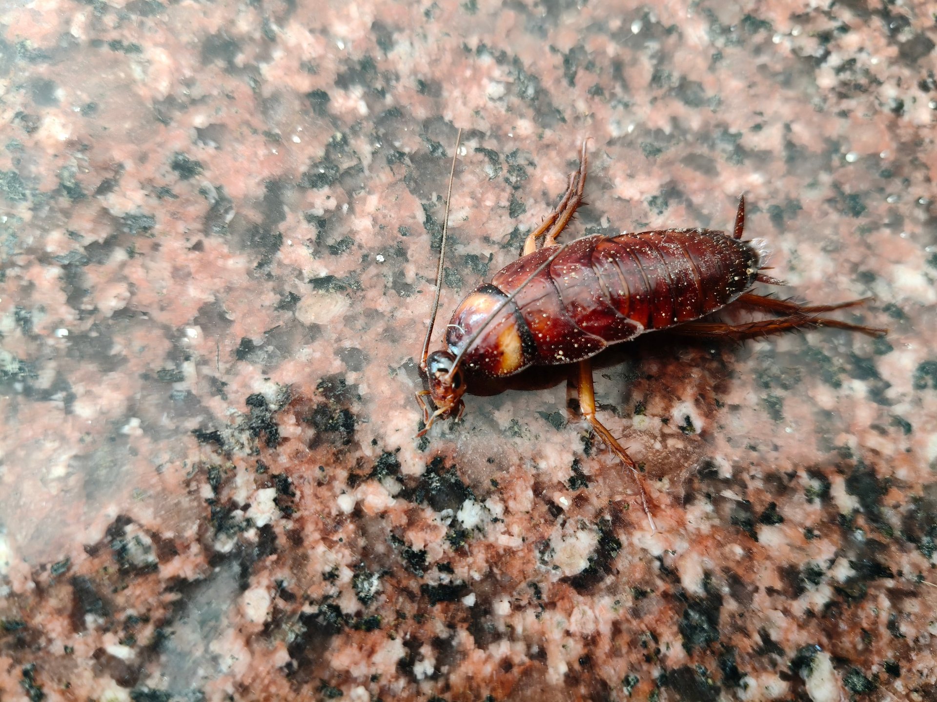Large cockroach on a kitchen counter surface, a common household pest