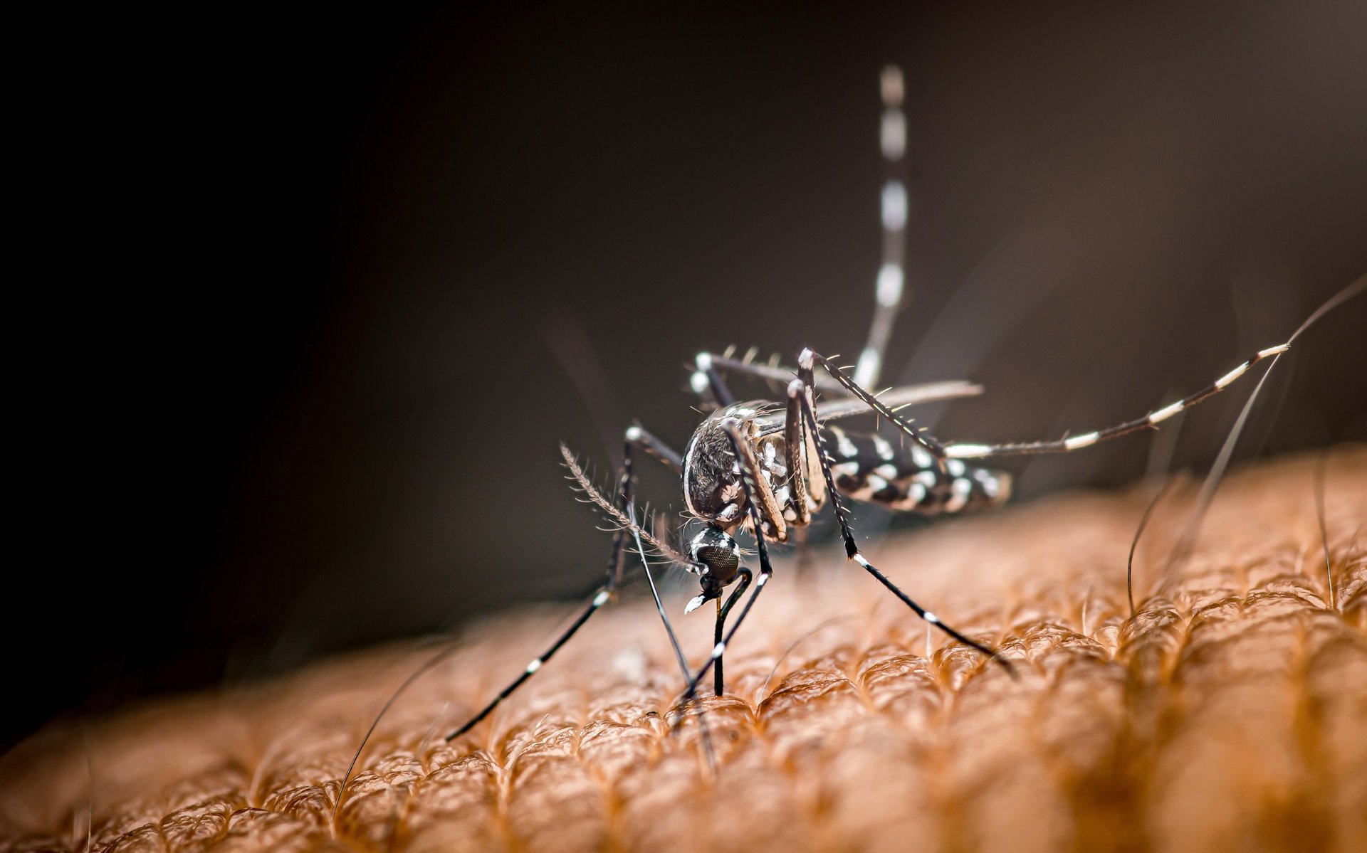 Mosquito with striped legs penetrating human skin, drawing blood. Macro close-up on a dangerous insect.