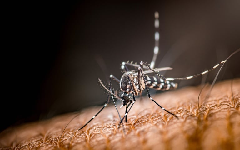 Mosquito with striped legs penetrating human skin, drawing blood. Macro close-up on a dangerous insect, vector for epidemic virus. Thailand photography, no generative ai