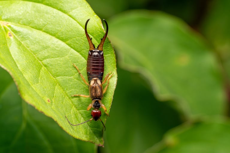 Macro photograph of a common earwig resting on a bright green leaf