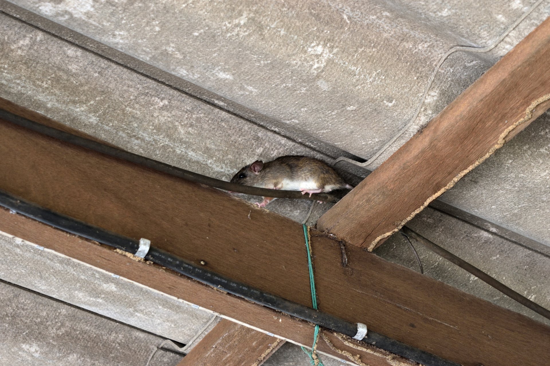 Rat moving through the gap between a wooden beam and roof tiles, a typical rodent entry point